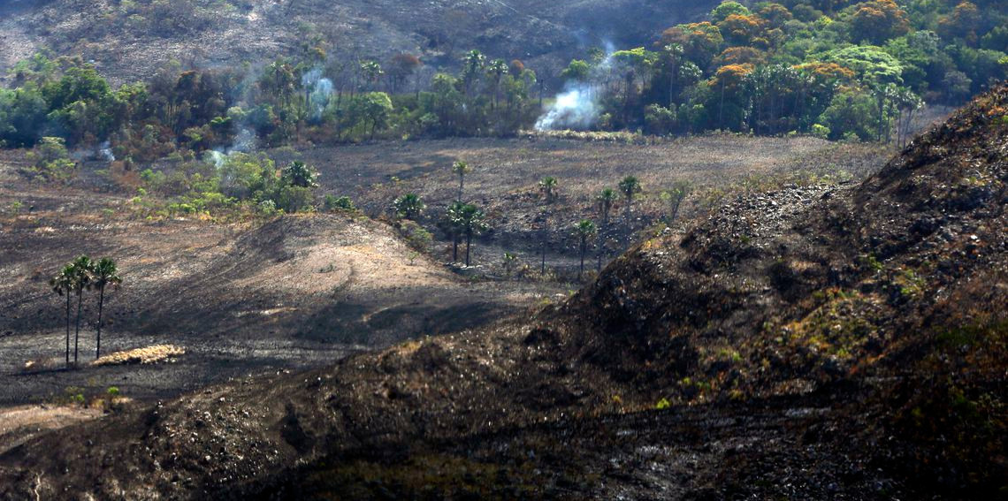      Internacional Brasil atinge meta de redução de emissões de carbono na área florestal