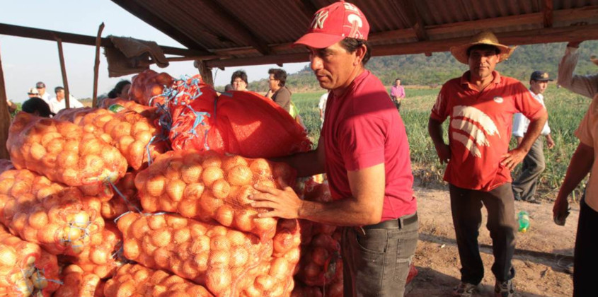 MAG mantendrá restricción temporal a la importación de papas y cebollas